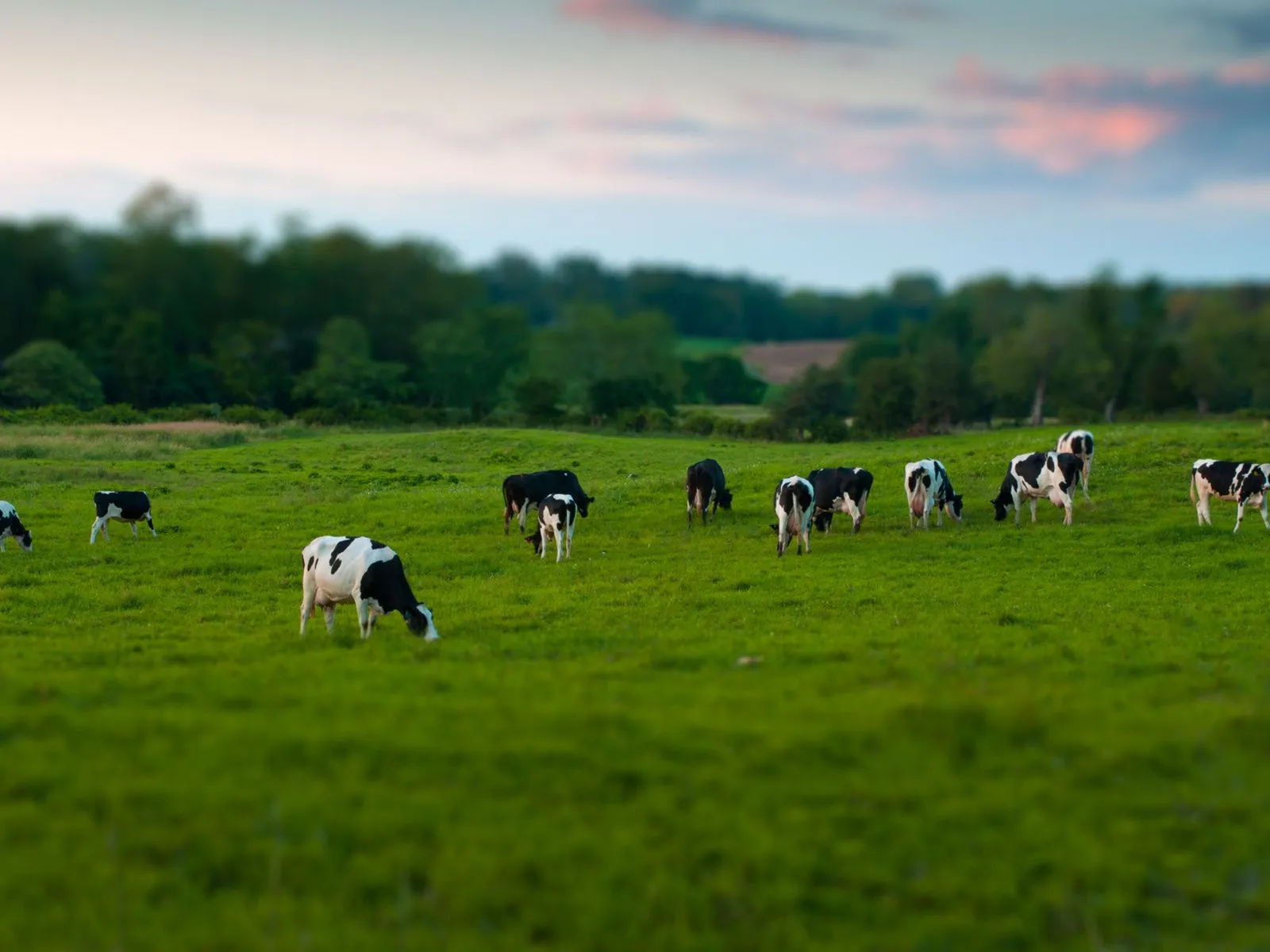 Fotos de vacas comiendo pasto para facebook ~ Mejores Fotos del ...