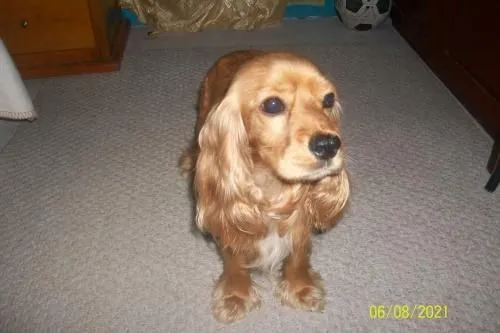 Cachorros cocker bebés - Imagui