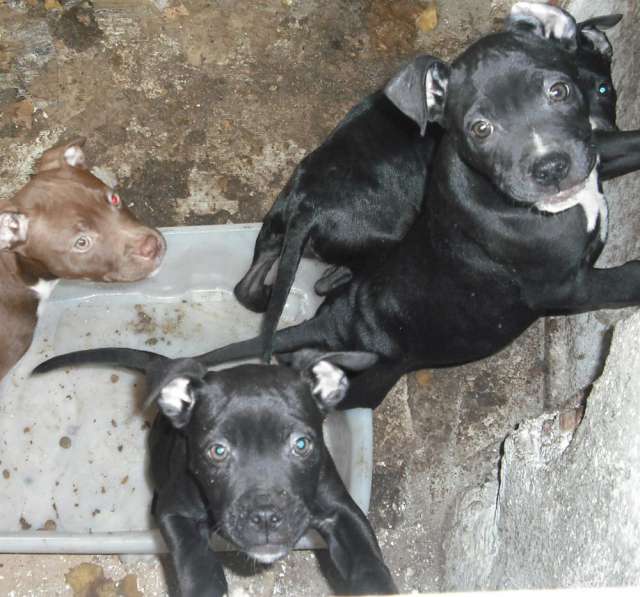 Fotos de SE VENDEN CACHORROS DE PITBULL 3 MESES - Toledo ...