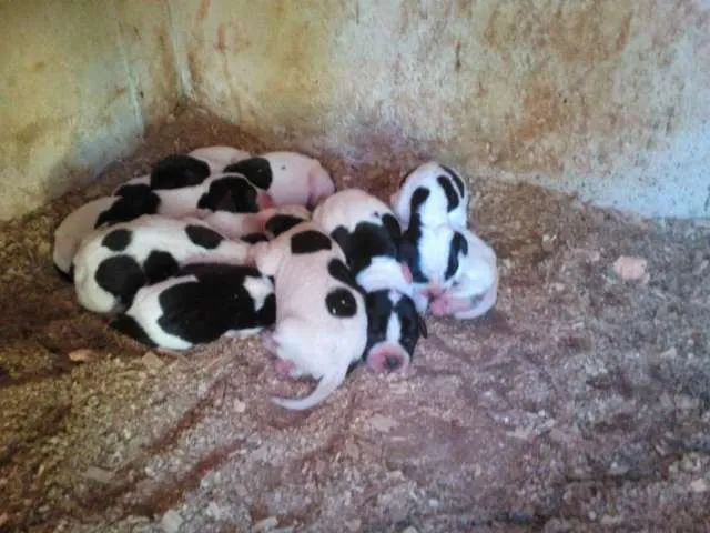 Fotos de Se venden cachorros recien nacidos pointer en Ciudad real ...