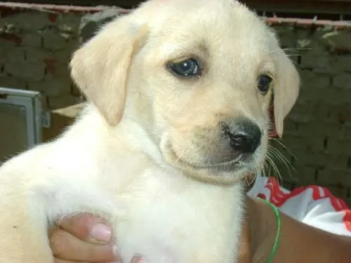 Fotos de se venden hermosos cachorros de labrador dorado - Bogotá ...