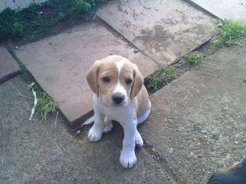 Fotos de SE VENDEN PERRITOS BEAGLE - Temuco - Animales / Mascotas