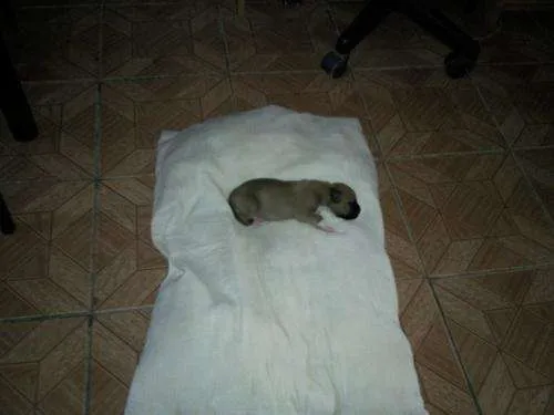 Perritos recien nacidos pitbull - Imagui