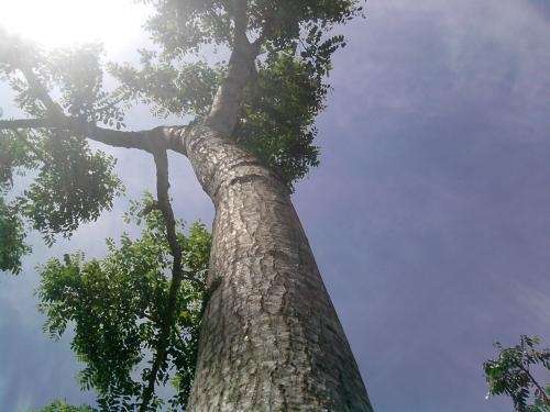 Fotos de vendo 1800 arboles de cedro rojo y 100 de caoba ...