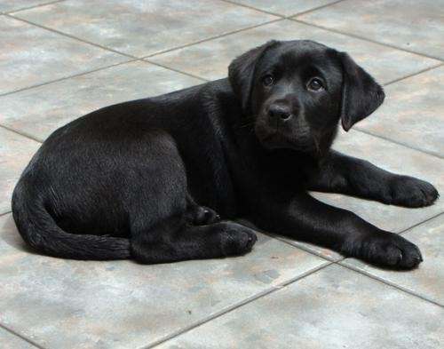 Imagenes de cachorros negros - Imagui