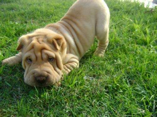 Fotos de Vendo cachorro Sharpei macho - Buenos Aires - Negocio por ...