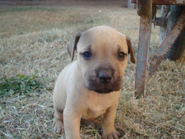 Fotos De Vendo Cachorros American Pitbull Terrier Curridabat ...