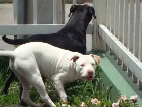 Fotos de vendo cachorros pit bull american terrier stanford red ...