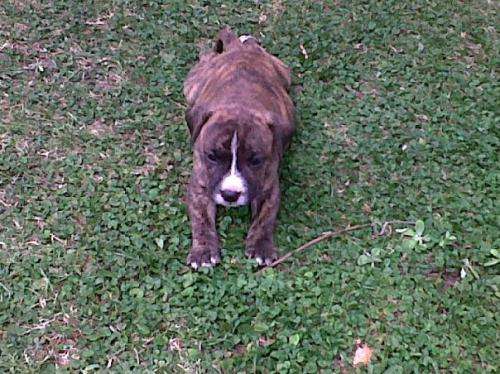 Fotos de Vendo Cachorros de pitbull atigrados - Buenos Aires ...