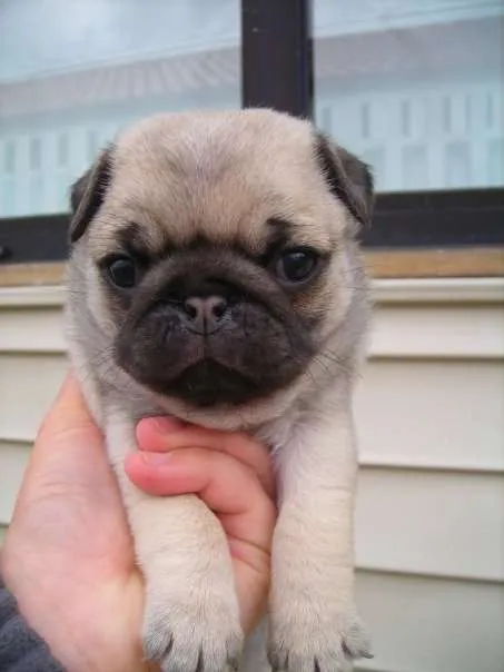Vendo cachorros pug carlino hermosos - Punta Arenas, Chile ...