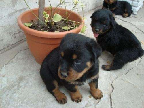 Fotos de VENDO CACHORROS ROTTWEILER - Buenos Aires - Otros