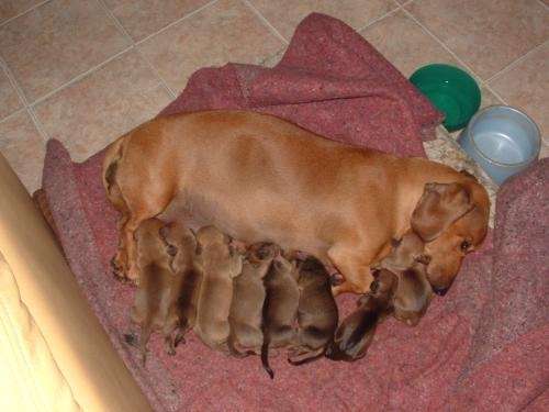 Fotos de Vendo cachorros salchicha (Dachshund) - Santa Fe ...