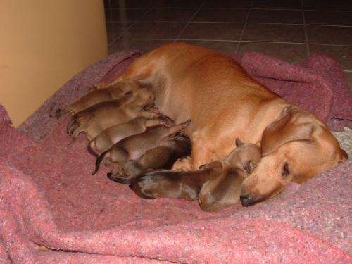 Fotos de Vendo cachorros salchicha (Dachshund) - Santa Fe ...