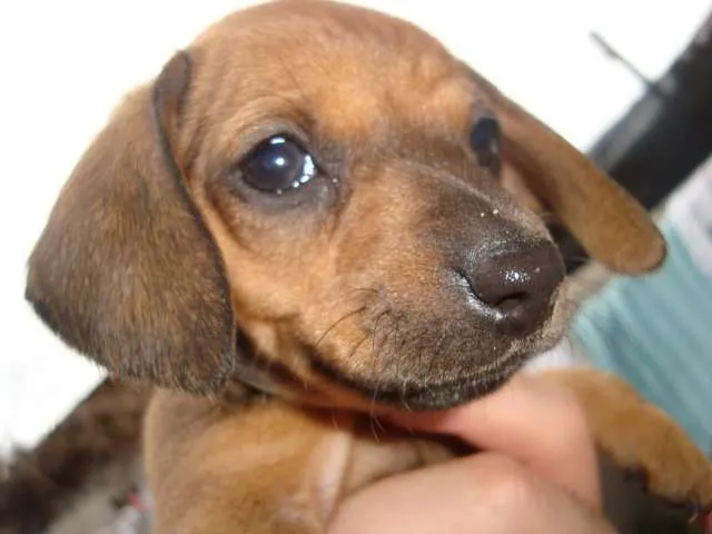 Fotos de Vendo cahchorros Dachshund Toy (Salchichas). - Salta ...