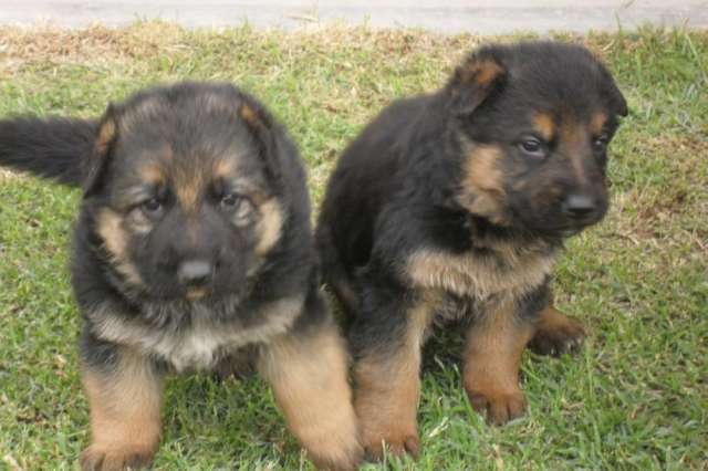 Cachorro ovejero aleman - Imagui