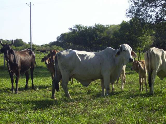 Ganado sebu - Imagui