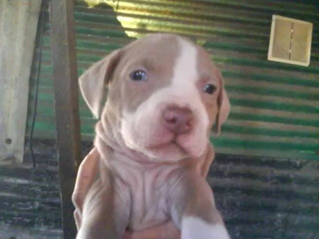 Fotos De Vendo Hermosos Cachorros Pitbull Standford Bogot Dc ...