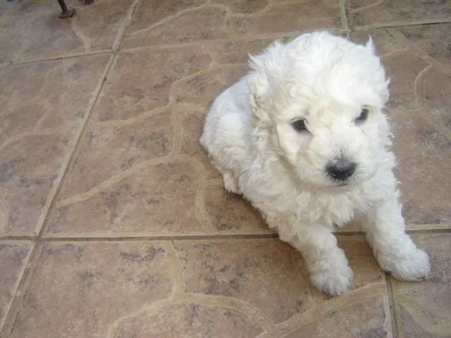 Fotos de Vendo Hermosos cachorros Poodle Toy - Los Lagos ...