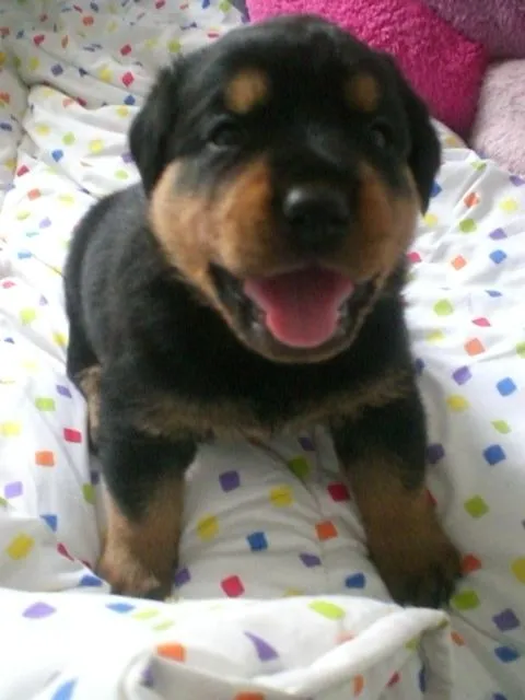 Fotos de vendo hermosos cachorros rottweiler - Dependencias ...