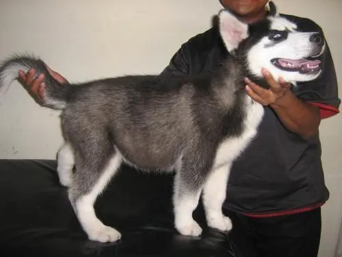Fotos de Vendo lindos husky siberianos en Guatemala, Guatemala