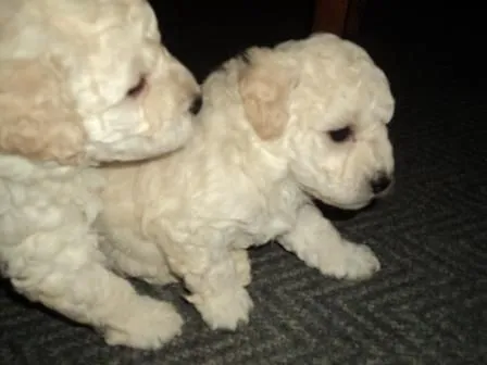 Perros poodle en venta - Imagui