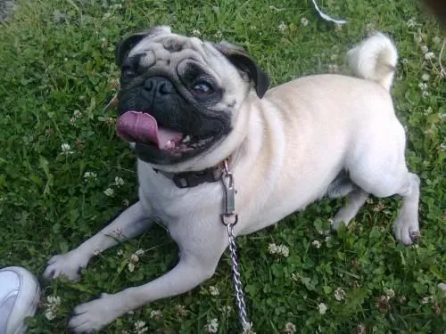 Fotos De Vendo Perros Pug Puros En Pichincha