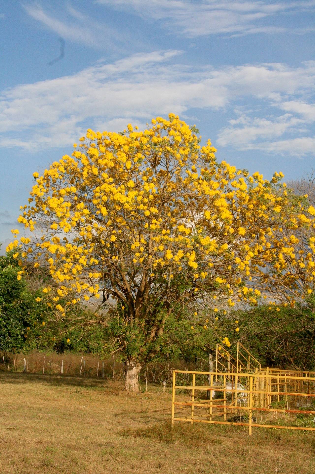 Fotos - Venezuela Tuya