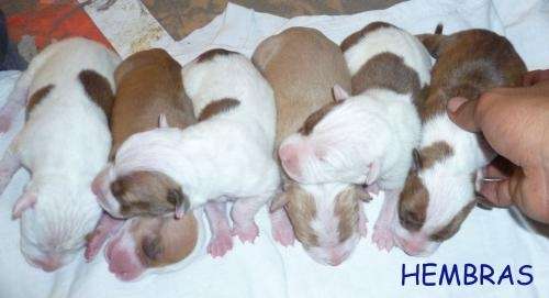 Fotos de A LA VENTA CACHORROS AMERICAN PITBULL TERRIER RED NOSE ...