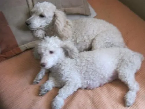 Fotos de Venta de cachorros French Poodle - Pichincha - Animales ...