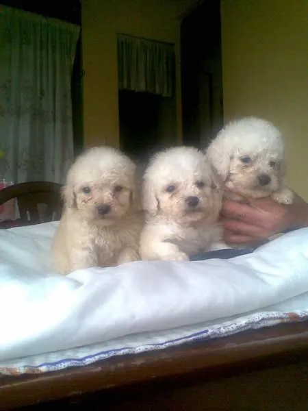 Fotos de Venta De Cachorros French Poodle - Guayas - Animales ...