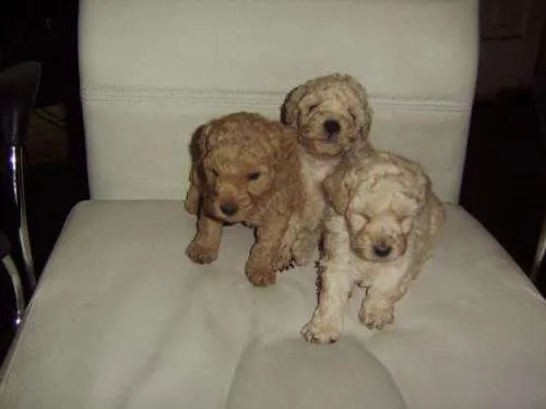 Fotos de venta cachorros poodle toy originales machitos - Región ...