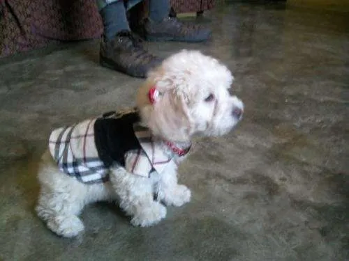 Fresh poodle con ropa - Imagui