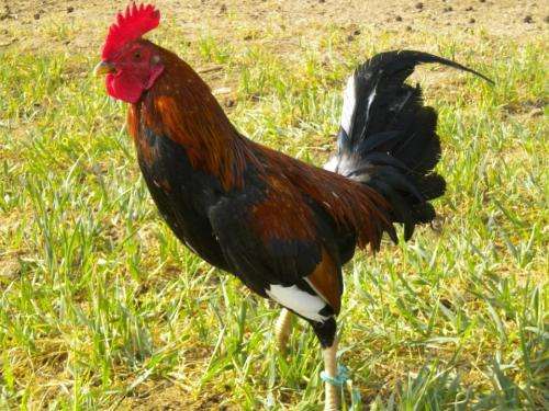 Fotos de Venta de gallos españoles jerezanos en Puebla, Mexico