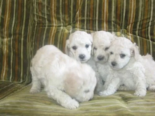 Fotos de venta de perritos french poodle - Pichincha - Camaras de ...