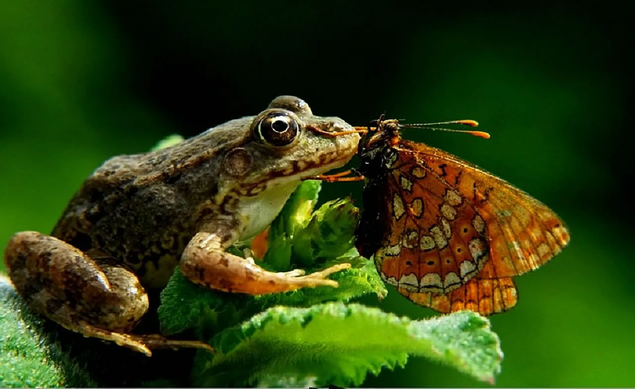 Fotos y Wallpapers de animales: 25 wallpapers de ranas y sapos