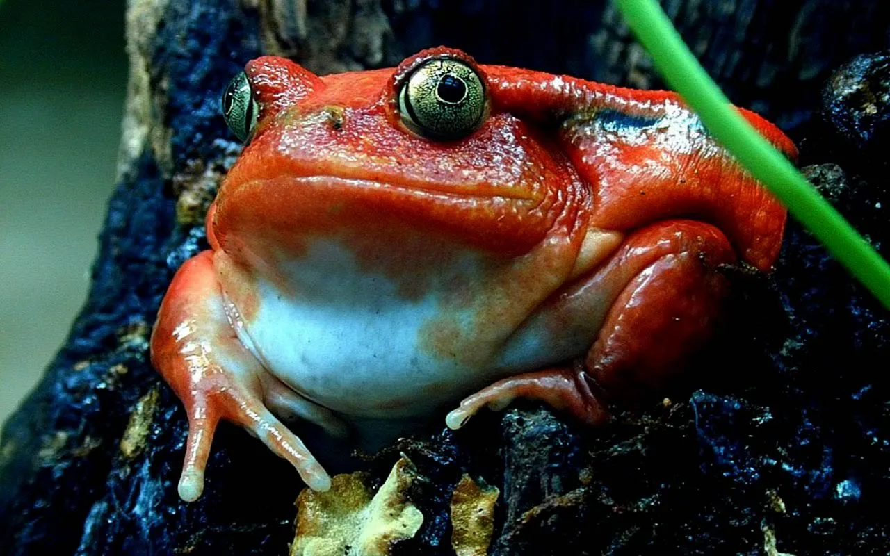 Fotos y Wallpapers de animales: 25 wallpapers de ranas y sapos (2)