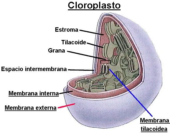 Fotosíntesis I