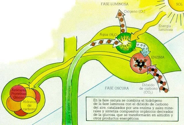 LA FOTOSINTESIS & LA RESPIRACION: LA FOTOSINTESIS