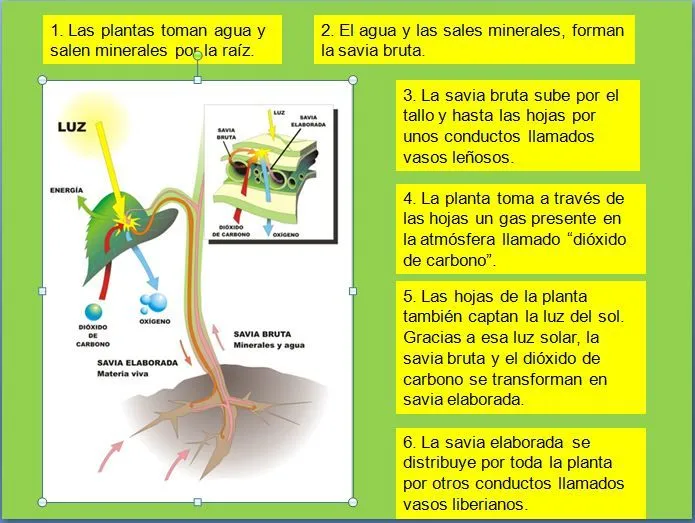 Aprender de todo aprendiendo de todos.: ESQUEMA DE LA FOTOSÍNTESIS