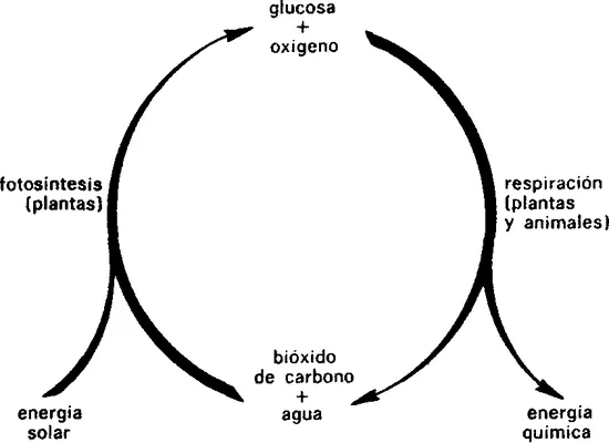 Fotosintesis - Isaac Asimov