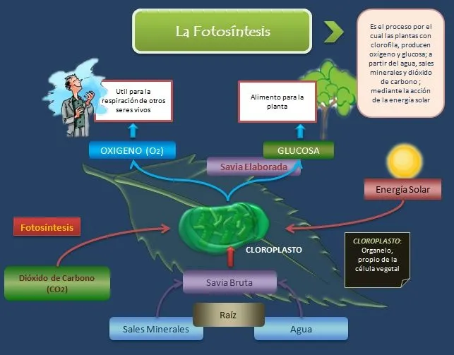 La Fotosíntesis en las plantas | Esquemas, diagramas, gráficos y ...