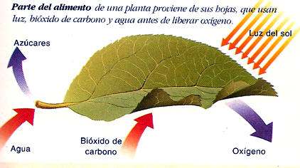 FOTOSINTESIS de las Plantas Respiración Celular Definicion Proceso