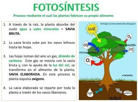 fotosintesis primaria - Buscar con Google | fotosíntesis ...