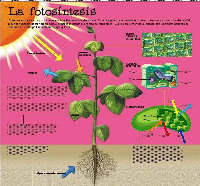 La Fotosíntesis y sus ramas