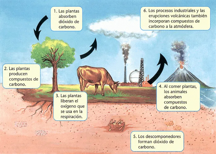 fotosintesis y respiracion