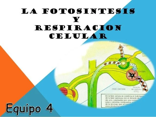 Fotosintesis y respiracion celular