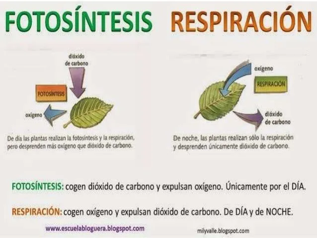 Fotosíntesis y respiración celular (Grace Altamirano)