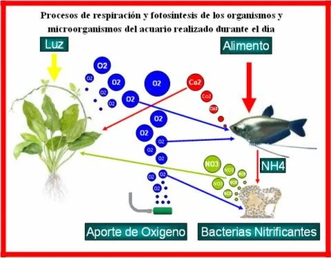 Fotosintesis vs. Respiracion