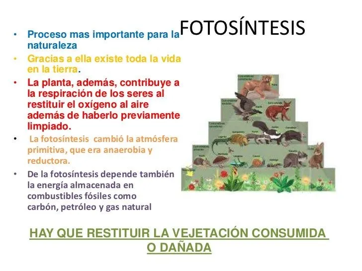 fotosntesis-10-728.jpg?cb= ...