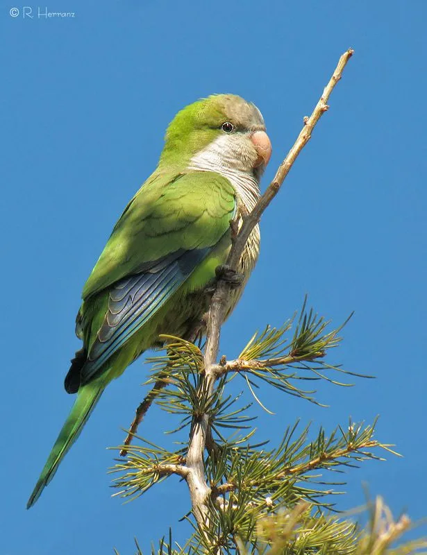 fotosricardo-h: COTORRA ARGENTINA I - Monk Parakeet I